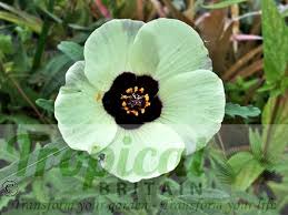 Image result for Hibiscus tridactylites