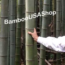 It's sustainability without pesticides makes it even more safe for both you and the environment. Bamboo Poles Bamboo Products Bamboo Poles Containers Sets Of Poles