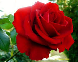 Resultado de imagem para imagens de lindas rosas
