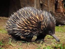 Echidnas Sometimes Known As Spiny Anteaters Belong To The Family Tachyglossidae They Are Egg Laying M Australien Tiere Australische Tiere Ausgestopftes Tier