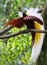 Lesser Bird Of Paradise Images Lesser Bird Of Paradise Paradisaea Minor Elegance Aves Pajaros Aves Fotos De Aves