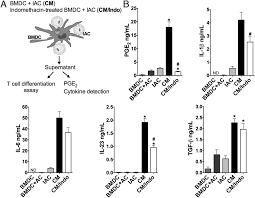 Pge2 is a critical molecule that regulates the activation, maturation, migration, and cytokine secretion of several immune cells, particularly those involved in innate immunity such as macrophages. Intestinal Host Defense Outcome Is Dictated By Pge2 Production During Efferocytosis Of Infected Cells Pnas