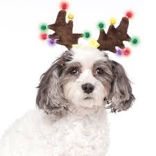 But, reindeer do have some very impressive tricks up their sleeves. Light Up Reindeer Antlers Dog Hat Baxterboo