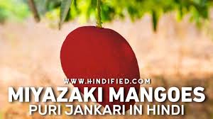 Miyazaki mangoes have a red and vibrant skin with yellow spots speckled over the fruit. W6mmossubvp09m