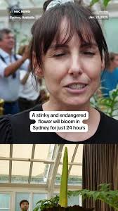 The rare, endangered and stinky corpse flower, which opens once every few  years for just 24 hours, is getting ready to bloom in Sydney, Australia.  nbcnews.app.link/sT4RtjVRoQb
