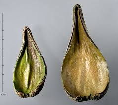 Image result for Marsdenia dregea