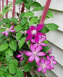 Star Shaped Flowering Vine Is Called Clematis Flowering Vines Clematis Plants Flower Seeds