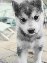 Baby Siberian Husky Black And White Black And White Husky With Images Puppies Cute Animals Cute Dogs