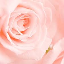 View photos of the 1 condos and apartments listed for sale in laredo tx. Kristelle S Flowers Gifts Florists 4120 Mcpherson Ave Laredo Tx Phone Number Yelp