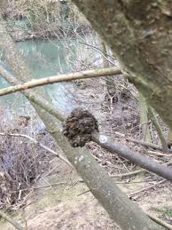 Image result for Rhizobium radiobacter, syn. Agrobacterium tumefaciens