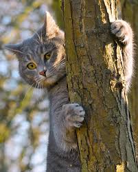 Nikon 105mm F 2 8 G Af S Vr Micro Nikkor Zazza Nikon D300 Af S Vr Micro Nikkor 105mm F 2 8g If Ed Kittens Cutest Baby Cute Fluffy Kittens Cute Black Kitten