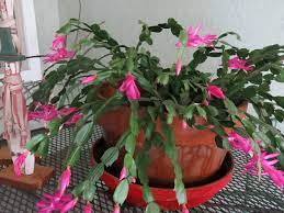 I just enjoy them whenever they bloom. Caring For Christmas Cactuses East Bay Times