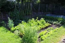 Choosing varieties & organizing flowerbeds. Is It Possible Growing A Vegetable Garden In The Shade My Desired Home