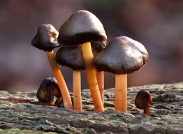Image result for Gymnosporia pubescens