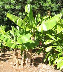 Image result for Musa paradisiaca