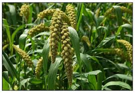 Image result for Melinis macrochaeta