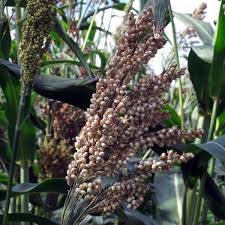 Image result for Sorghum bicolor