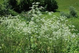 We did not find results for: Poison Hemlock Can Kill You In 3 Hours Or Less Bee Habitat
