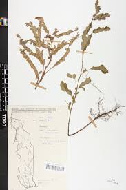 Image result for Phyllanthus odontadenius