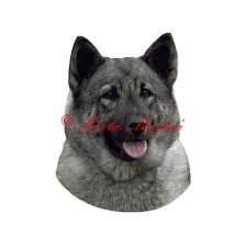 Image result for norský losí pes šedý