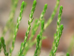 Image result for Fadogia tomentosa