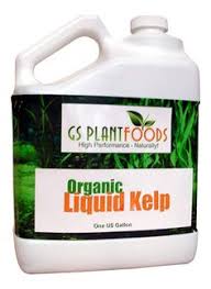 Liquid Kelp Organic Seaweed Fertilizer 1 Gallon Fertilizer For Plants Plant Health Diy Fertilizer