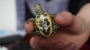 La tortue de floride n'a rien à faire dans nos eaux car elle supplante notre cistude il ne faut en aucun cas la relâcher le nombre de ces tortues qui finissent ainsi on parle des les tortues de floride, pourtant remplacé depuis les années 90 (interdiction totale de son exportation depuis 1990) par les. Besoin D Aide Tortue De Floride
