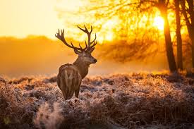 Here you can find animal desktop wallpapers and animal windows wallpapers pc in both widescreen and 4:3 resolutions. 21 Buck Hd Wallpapers Background Images Wallpaper Abyss