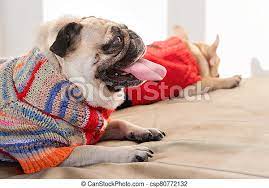 Maybe you would like to learn more about one of these? Happy Pets Pug Dog And French Bulldog Dressed In Knitted Sweaters At Home Waiting For Their Owner Funny Dogs Ready To Go Out Canstock