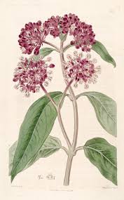 Swamp Milkweed 1817 In 2020 Milkweed Art Flower Drawing Botanical Illustration Vintage
