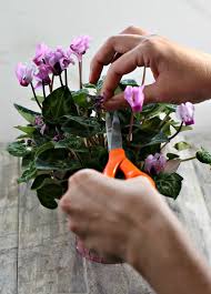 You will want to keep it even after the holidays pass. Getting A Cyclamen To Rebloom Why Won T My Cyclamen Plant Flower