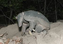 We did not find results for: 13 Facts About Armadillos