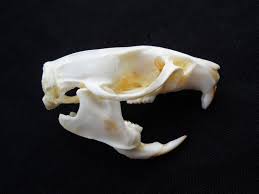Real Rat Skull Bone Rodent Animal Skull Taxidermy Bones Skulls Etsy Animal Skulls Skull And Bones Black Rat