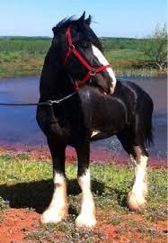 Clydesdale Stud Horses Clydesdale Horses Big Horses