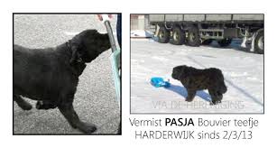 Bouvier hond op lokalen het ophalen van de vertaling is mislukt. Facebook