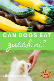 It's why you shouldn't feed a whole zucchini to your nevertheless, bitter zucchini can be dangerous to your dog. Can Dogs Eat Zucchini Can Dogs Eat Canning Eat