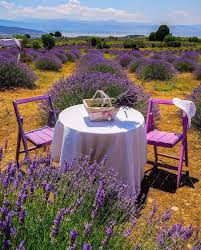 Isparta Turkey Lavender Plant Lavender Garden Outdoor Furniture Sets