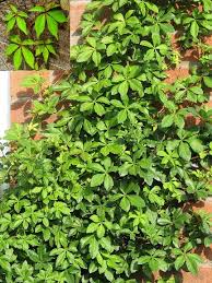 Image result for Cissus schmitzii