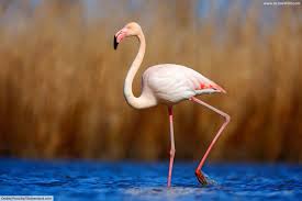 Flamingos or flamingoes are a type of wading bird in the family phoenicopteridae, the only bird family in the order phoenicopteriformes. Desert Animals List With Pictures Amazing Facts