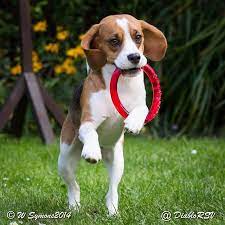 Instagram Photo By Diablorsv Diablorsv Via Iconosquare Beagle Puppy Beagle Hound Baby Beagle