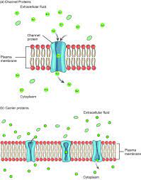 Solution or across a semipermeable membrane. 3 1 The Cell Membrane Anatomy Physiology