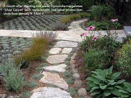 Front yard flower garden ideas. Lawn Replaced With Dymondia Ground Cover Dig Your Garden Landscape Design