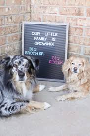 Bfw rescue inc is a 501(c)3 nonprofit organization dedicated to helping bernese mountain dogs in need. Our New Bernese Mountain Dog Puppy Ember Ashleykatephoto Com