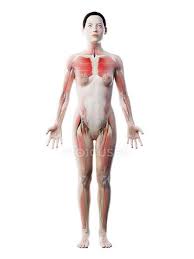 We did not find results for: Human Body Model Showing Female Anatomy With Muscular System Digital 3d Render Illustration Strength Front View Stock Photo 308623204