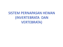 Sistem Pernapasan Hewan Invertebrata Dan Vertebrata Ppt Download