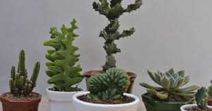 En cactus y suculentas podrás encontrar información práctica y amena con la que pretendemos acercar a todos la afición por estas plantas. Tipos De Cactus Facilisimo Com