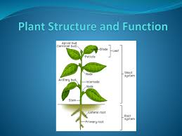 Maybe you would like to learn more about one of these? Plant Structure And Function Powerpoint