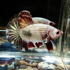 6 bulan siap breed ikan yang akan kami kirimkan sama dengan di foto garansi. Jual Hiasan Akuarium Ikan Cupang Plakat Nemo Copper Jantan Di Lapak Betta Shop67 Bukalapak