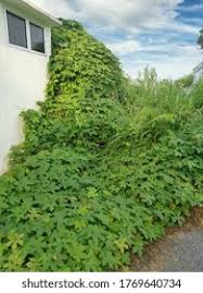 Image result for Lepistemon