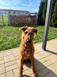 Image result for irský teriér